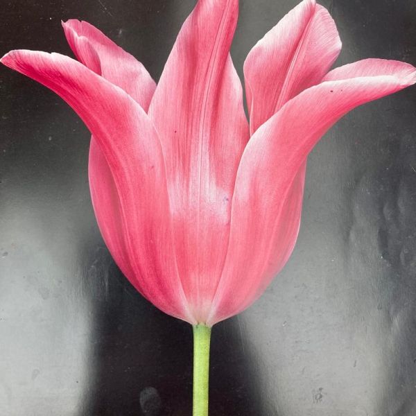 workshop bloemen gegeven door Beatrix frederiks (NOG 1 PLEKJE) 1